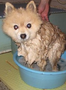 shampoo.jpg